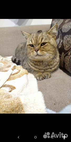 Кот в добрые руки