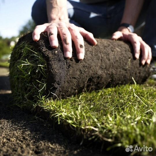 Рулонный газон от производителя - укладка