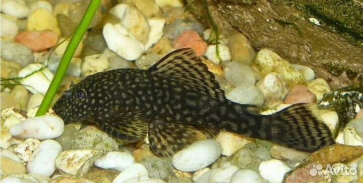 Сомики анциструсы