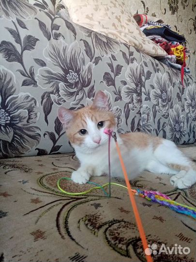 Кот