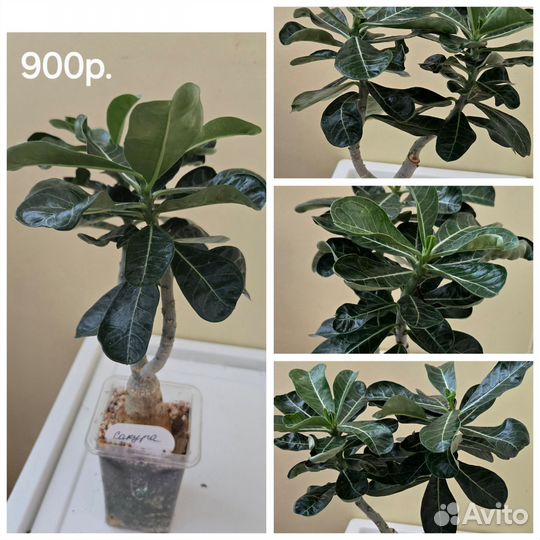 Адениум прививки