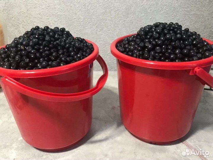 Черника лесная