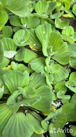 Водные растения для пруда