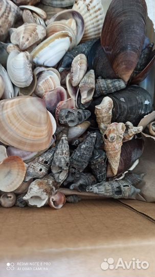 Морские ракушки