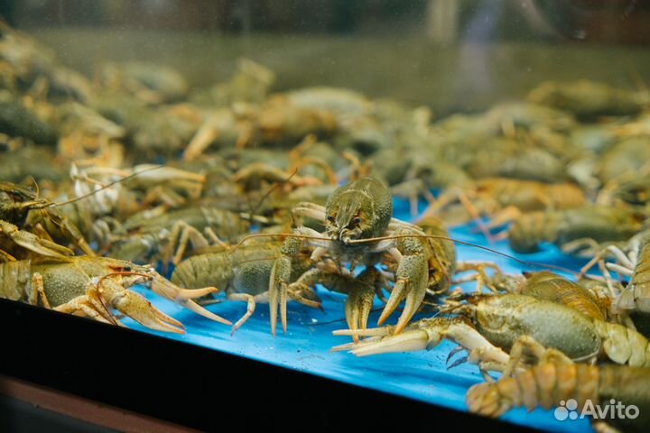 Раки живые и вареные