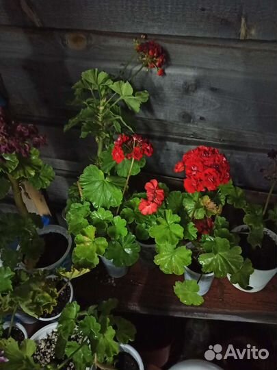 Пеларгония герань