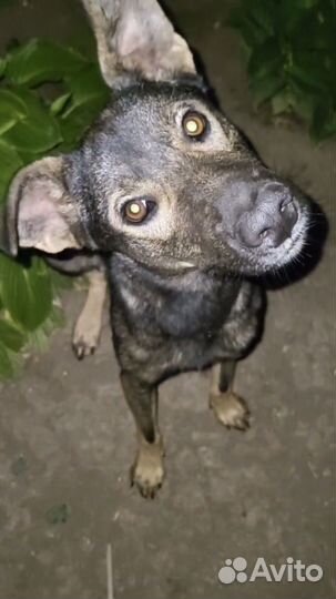 Собака в добрые руки отдам бесплатно