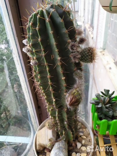 Кактус маленький