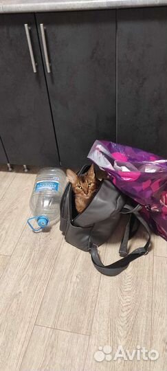 Передержка домашних животных