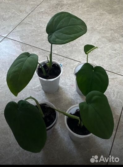 Сингониум макрофиллум