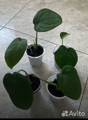 Сингониум макрофиллум