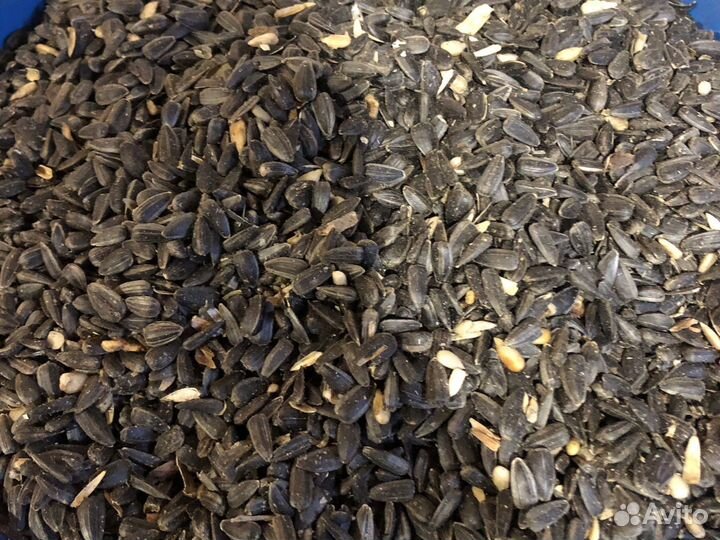 Зерно пшеница,горох,подсолнечник,ячмень,овес