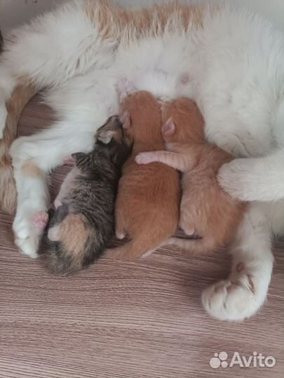 Котята в дар бесплатно