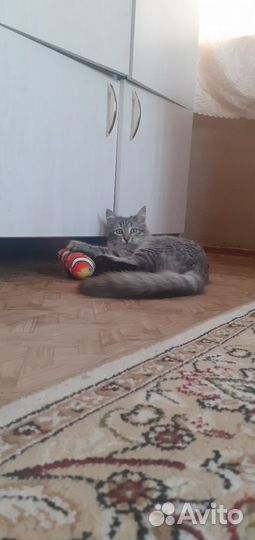 Кот Пушок 7 месяцев в добрые руки