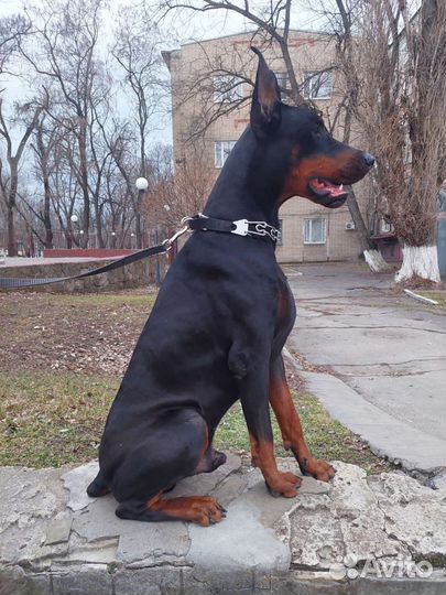 Доберман вязка