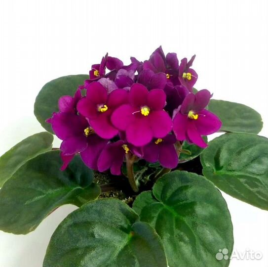 Фиалки сортовые