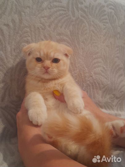 Шотландский вислоухий мальчик персикового цвета