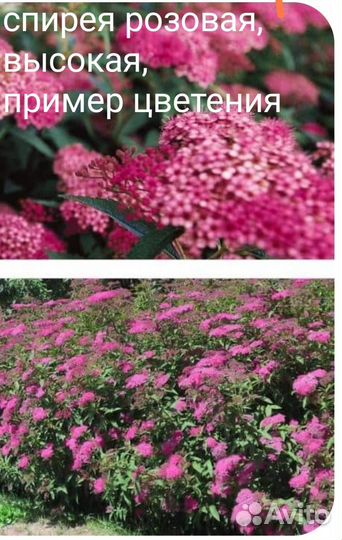 Вейгела, гортензия, дерен, спиреи