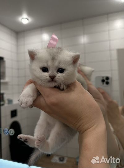 Британская серебристая шиншилла
