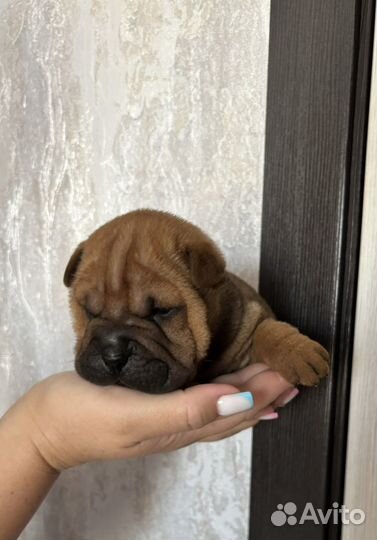 Щенки шарпея