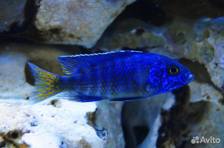 Малавийские цихлиды