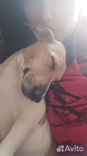 Передержка собак в домашних условиях