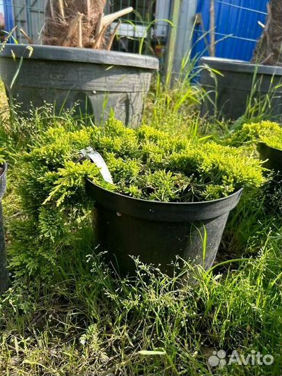 Можжевельник горизонтальный Голден Карпет