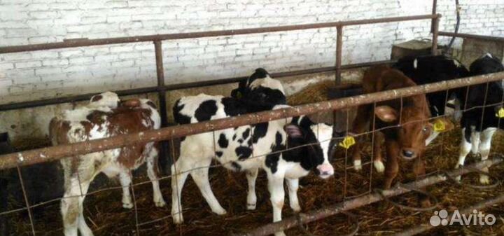 Бычки и телята