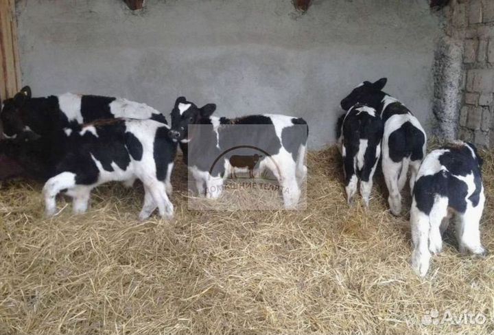 Бычки телята на откорм