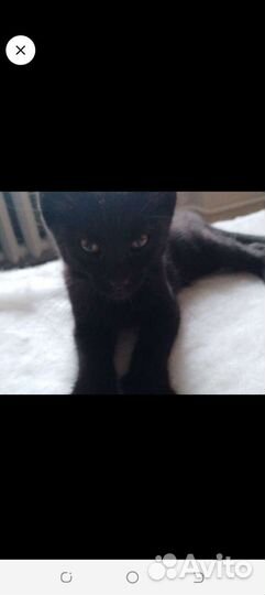 Кошка в дар