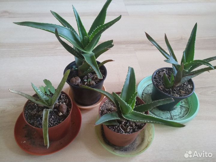 Алое вера лечебное растение