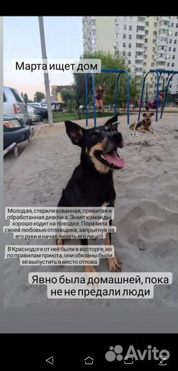 Собака улыбака