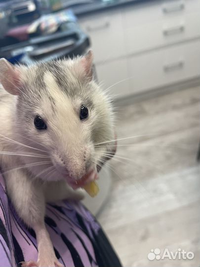 Декоративная крыса дамбо