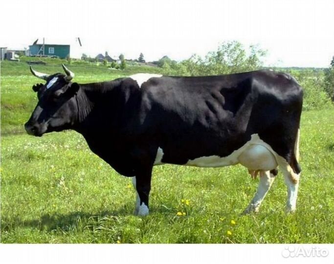 Продам корову