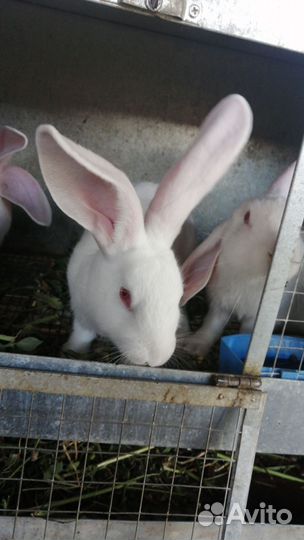 Кролики великаны