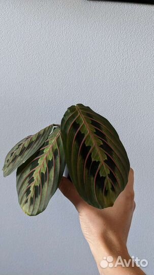 Маранта триколор