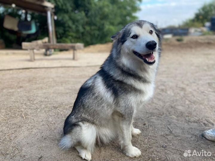 Девочка маламут