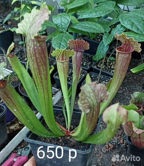 Саррацения