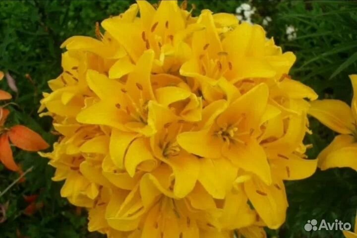 Лилии луковицы