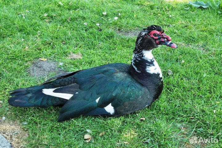 Утки живым весом