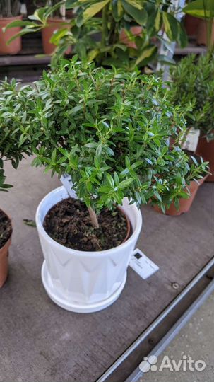 Миртовое дерево 35см