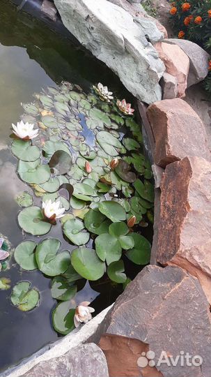 Нимфеи для пруда