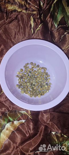 Семена гороха