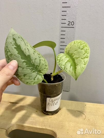 Сциндапсус Пиктус Треби