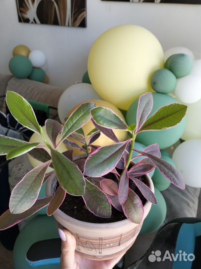 Комнатные цветы взрослые много разных