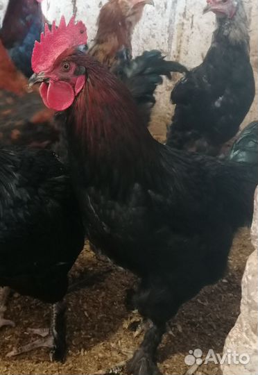 Петушки мараны, амерауканы