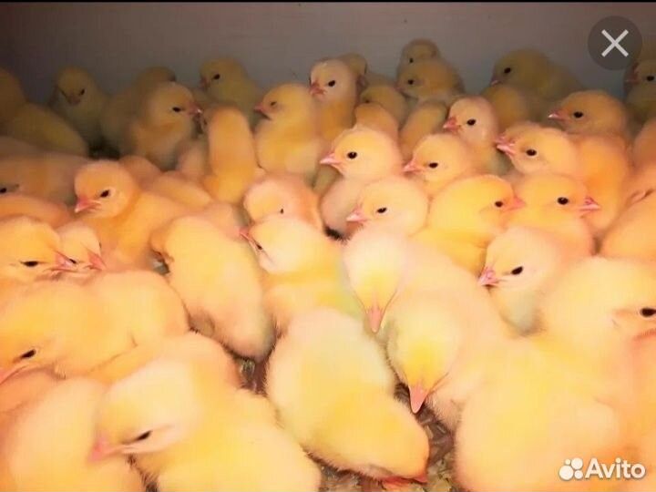 Цыплята бройлеры кобб 500