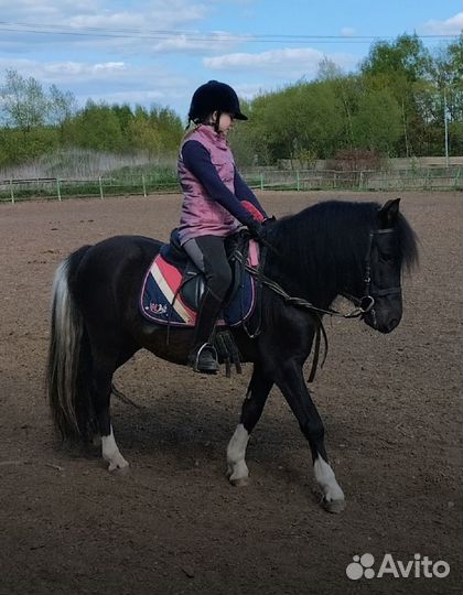 Шетлендские пони, арабо-пони, шетленд