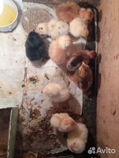 Утята,цыплята