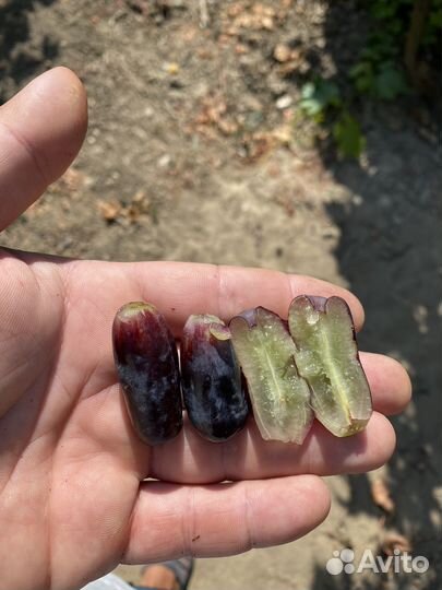 Черенки винограда аватар